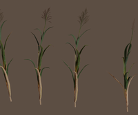nature_renders_reed_large_01